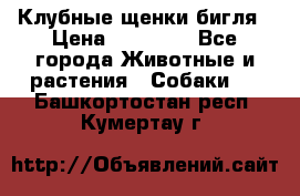 Клубные щенки бигля › Цена ­ 30 000 - Все города Животные и растения » Собаки   . Башкортостан респ.,Кумертау г.